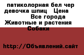 патиколорная бел/чер девочка шпиц › Цена ­ 15 000 - Все города Животные и растения » Собаки   